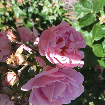 לינה וארוחת בוקר Rosengave